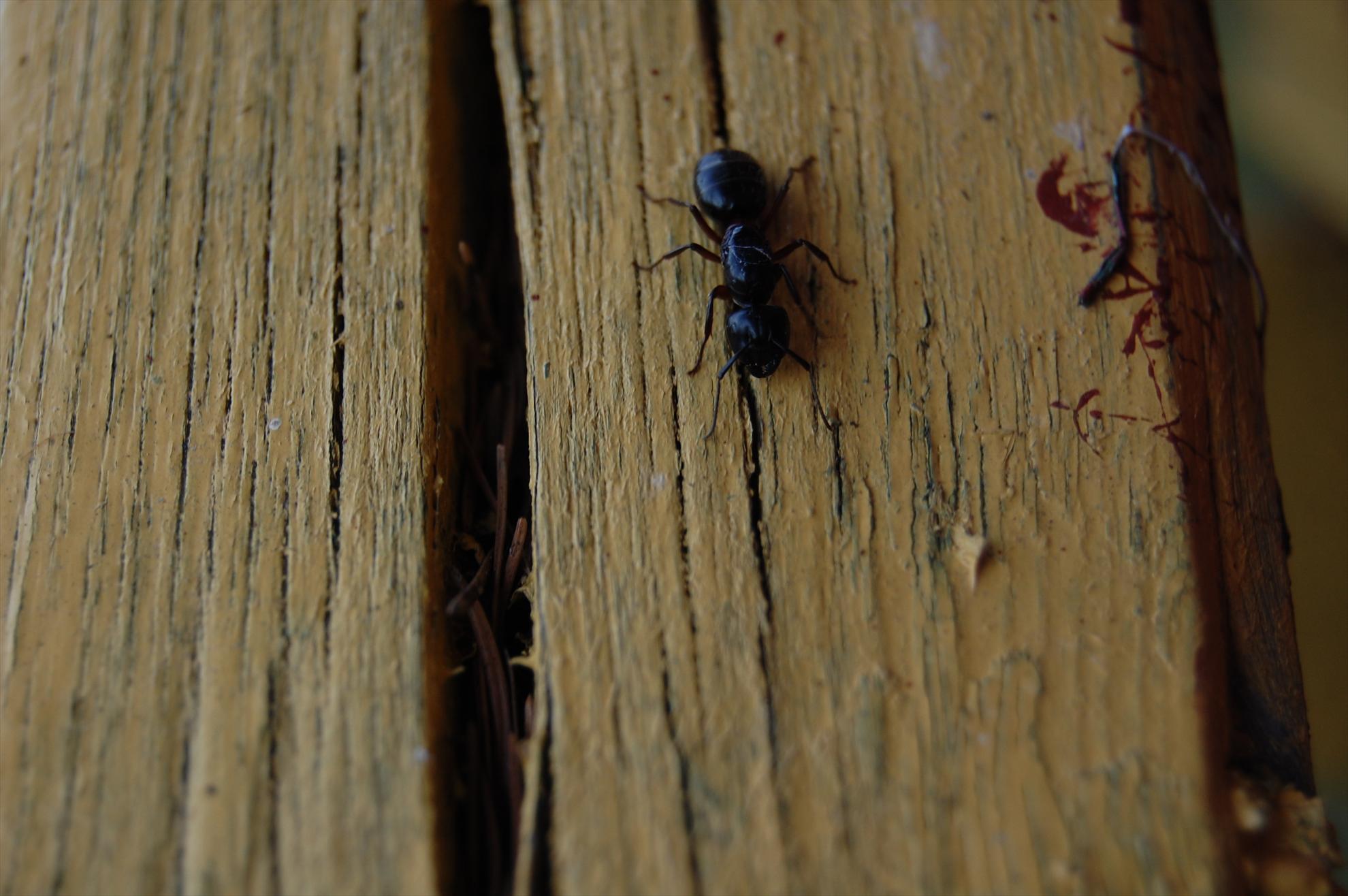 My new passion...1 - 41.JPG